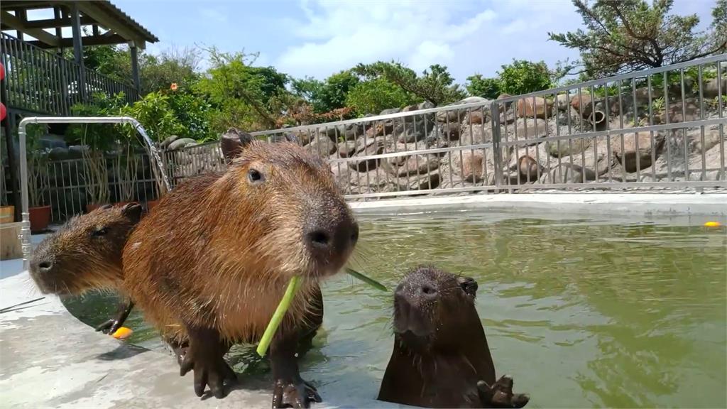 搶暑假商機! 樂園延長營業時間 飯店推「夜宿水族館」