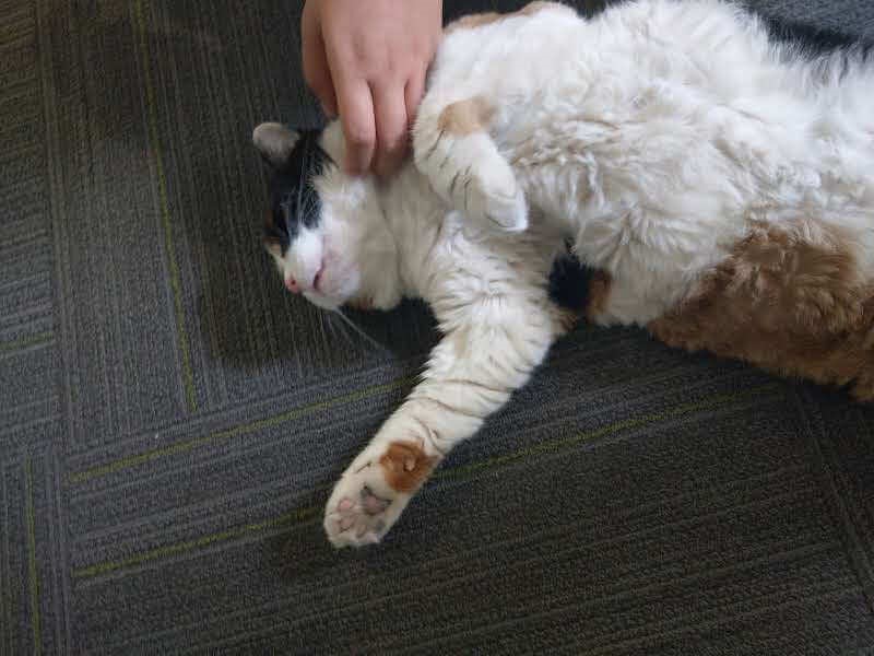 副刊/寫在出社會之後:從新聞所畢業 我成為一名前端工程師(中)