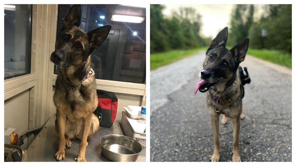 偵爆犬退役「以為被開除」好悶!靠飼主1招找回笑容