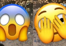 澳洲「地獄怪蟲」真面目曝!網嚇喊:根本異形