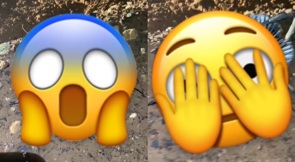 澳洲「地獄怪蟲」真面目曝!網嚇喊:根本異形