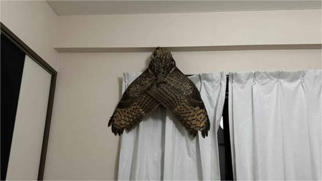 家中驚見「巨大飛蟬」他嚇壞 真相曝光笑翻全網