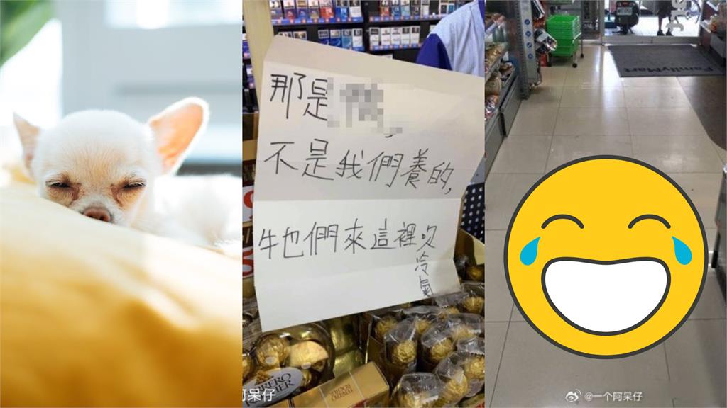 台灣天氣太熱!一群毛寵「衝超商吹冷氣」紅到海外