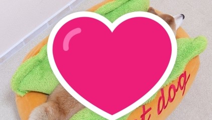 這「熱狗堡」怎麼捨得吃!主人被萌翻曝製作方法