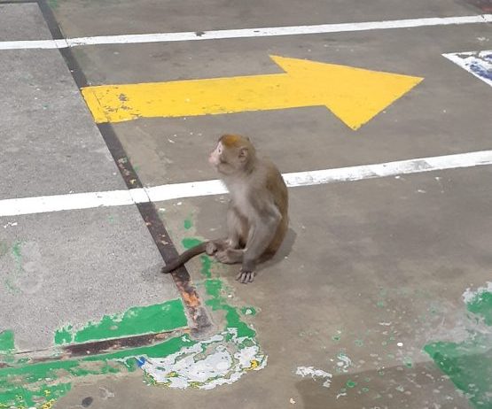 獨臂猴闖驗車廠 疑有人飼養 361646990 3479576789024908 6773509303793177262 n scaled e1689661186488
