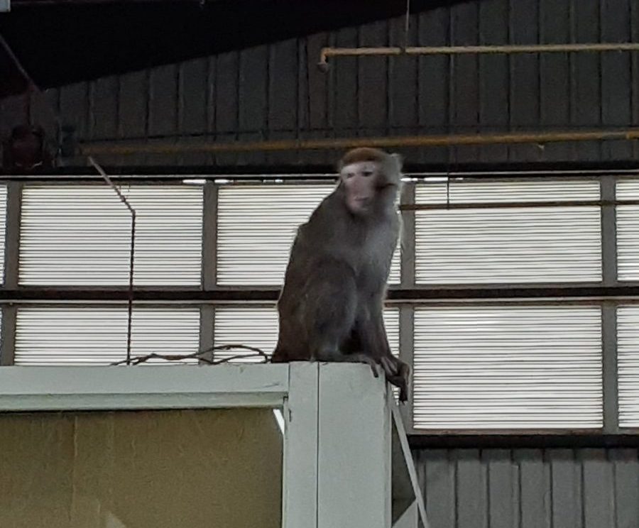 獨臂猴闖驗車廠 疑有人飼養 361653778 3479576712358249 5922259350089906660 n scaled e1689661234644