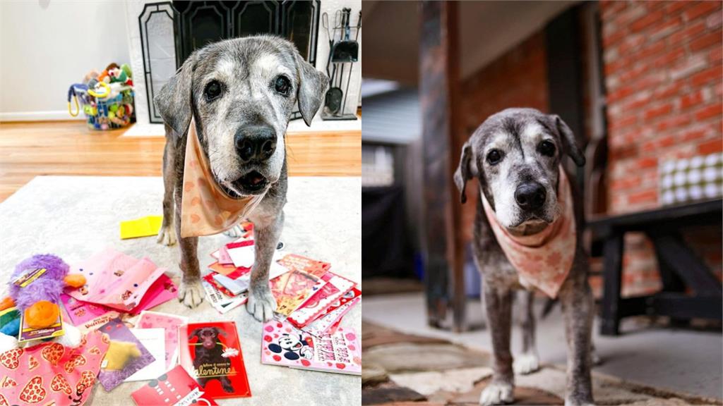 高齡汪剩1個月壽命 被她收養後驚現「暖心奇蹟」