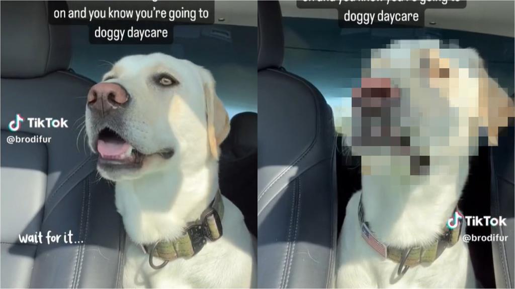 以為是兜風!大白汪見路線不對秒變臉:怎麼騙我