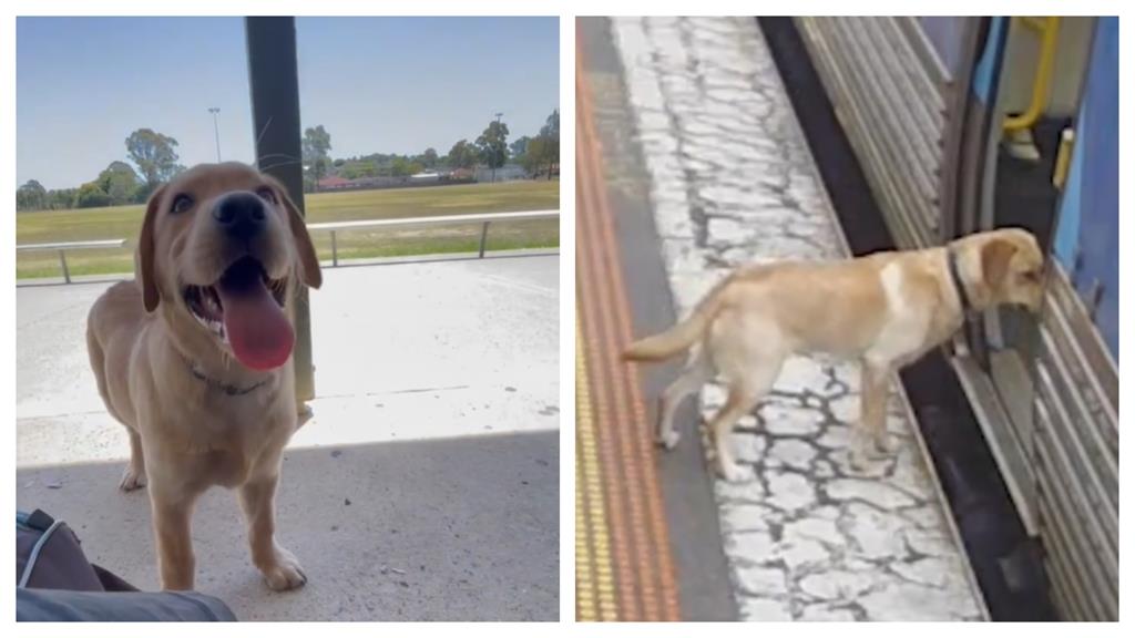 自己的罐罐自己賺?調皮拉拉「通勤」偷搭火車被抓包