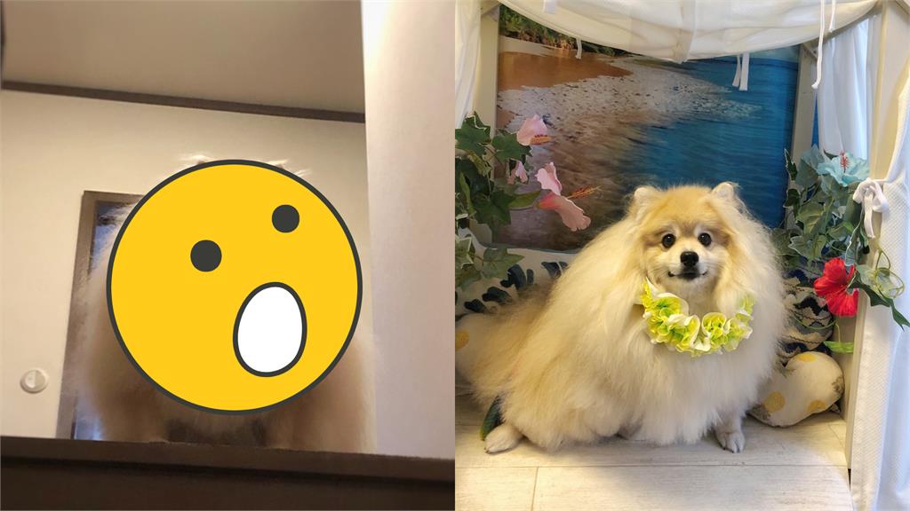 狗界「巨石強森」4ni?11公斤超壯博美犬嚇壞網