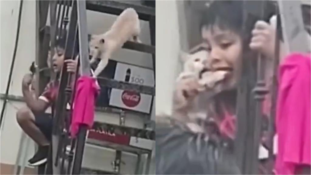 弟弟嗑雞腿 後方小貓「閃現鬼切」搶劫:拿來!