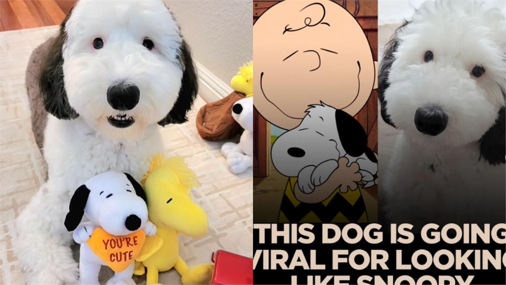 真實版史努比4ni?貴賓犬暴紅狂吸40萬粉瘋朝聖