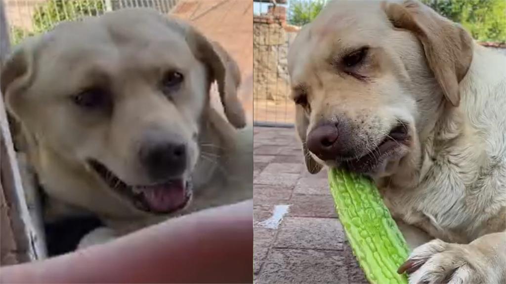 拉不拉多被餵苦瓜表情逐漸毋湯!裝傻假吃笑翻網