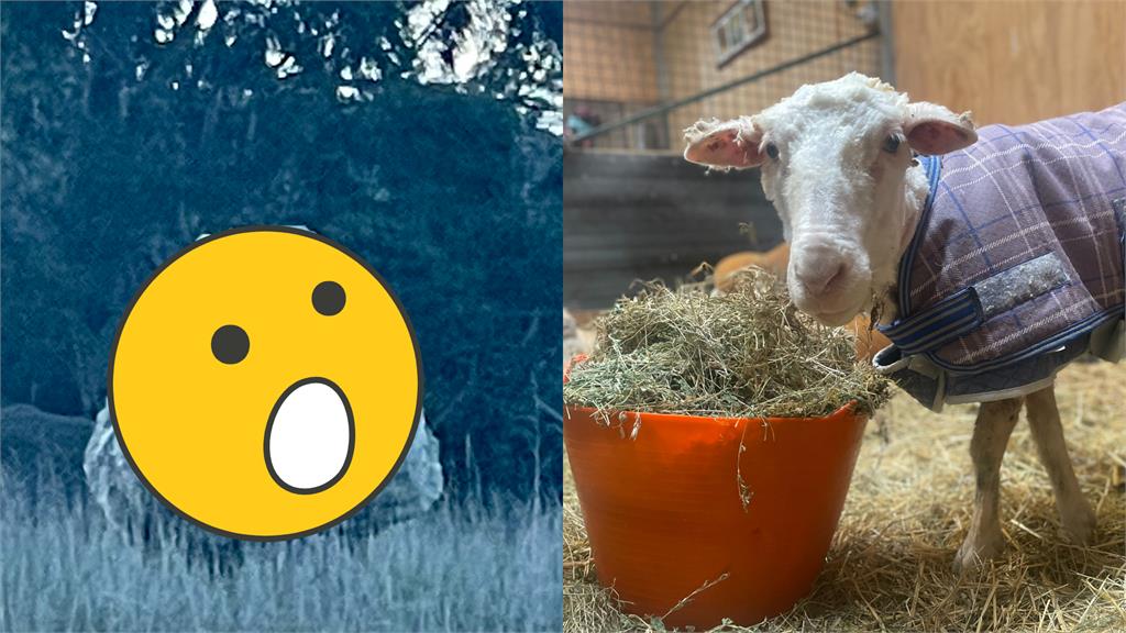 會移動的巨型怪石!專家見「古怪步伐」急救援