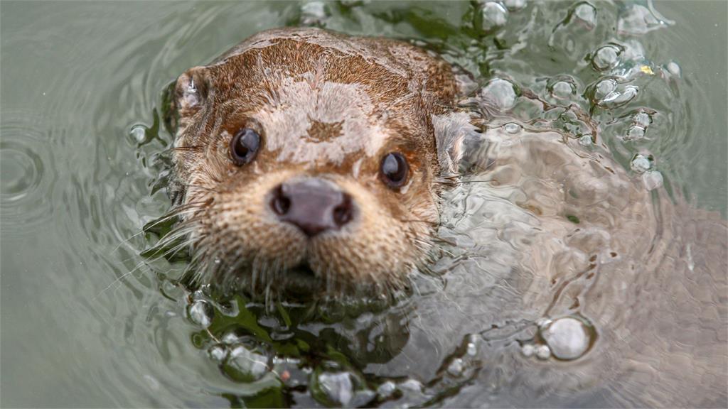 惡霸海獺強佔衝浪板!「猛咬耍狠」45秒片曝光