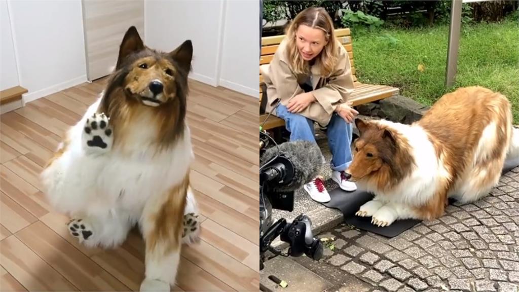 日本男砸200萬圓夢「變狗」!上街路人反應曝