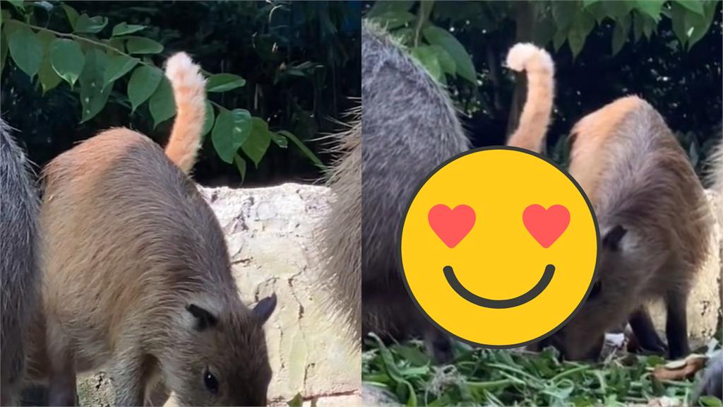 水豚君長出尾巴了?「跨物種保鑣」萌翻全場