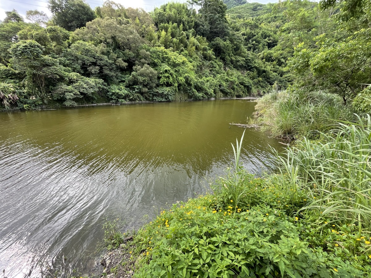 石門水庫羅浮橋下藻類增生 北水局:不影響用水 C26BA32E 2400 4A50 A59F F98C73465756