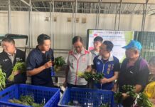 杜蘇芮颱風逼近!桃園農民急採收作物 加強防護措施