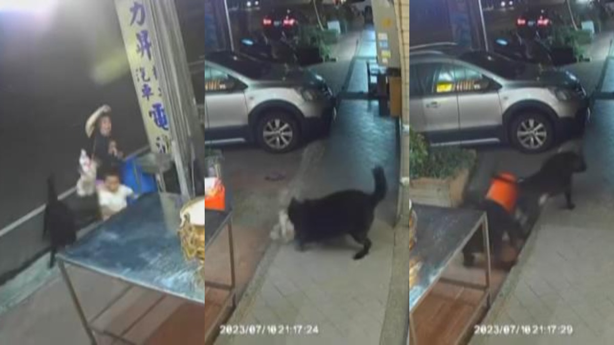 【有片】恐怖!養大型犬未繫繩 鄰居遛狗遭2犬圍攻 FotoJet 7