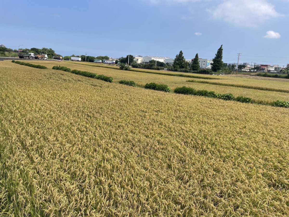 桃竹水情穩定 北水局:8月上旬可完成一期收割 S 6332634