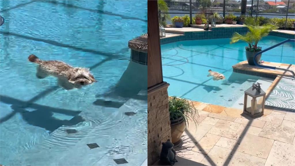 哪裡來的「漂浮狗」?超享受泡水時光萌翻網
