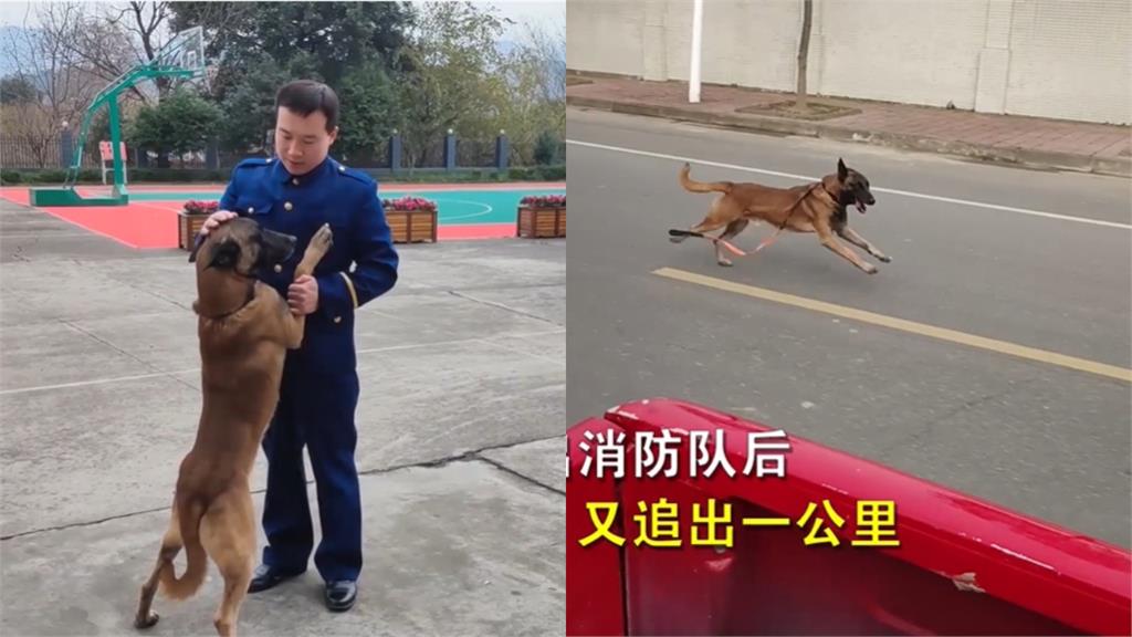 領犬員退役!搜救犬「追車1公里」:別丟下我…