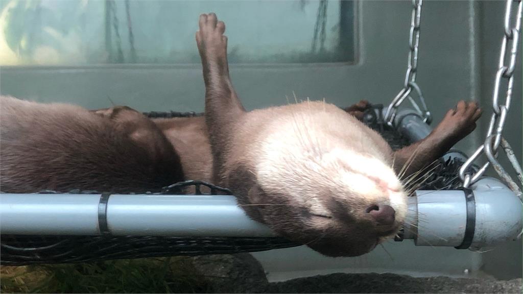 小爪水獺酣睡爽到翻肚!水族館揭「舉手仰臥」之謎