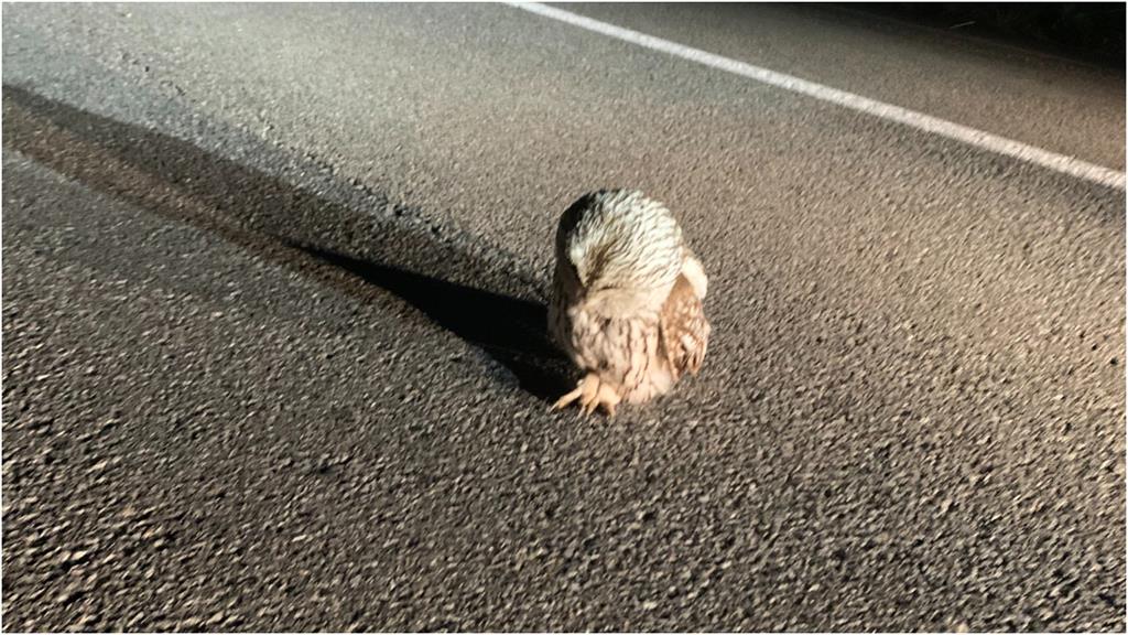 貓頭鷹在路中央「睡著」變路霸!超萌結局神反轉
