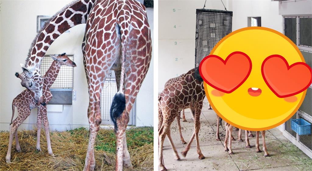 長頸鹿寶寶誕生!隔天「門外全親戚」畫面太有愛
