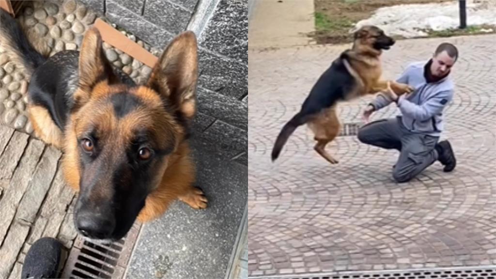 主人離家3個月突現身 狗狗「狂喜撒嬌」網秒融化