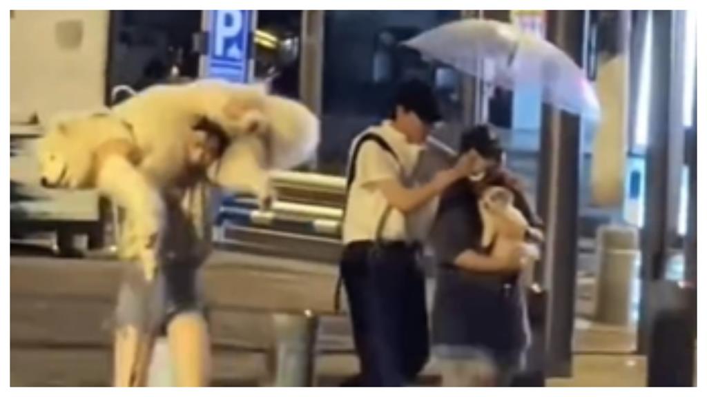 溜狗一半下大雨…飼主1舉動讓薩摩耶心冷:我歹命喔