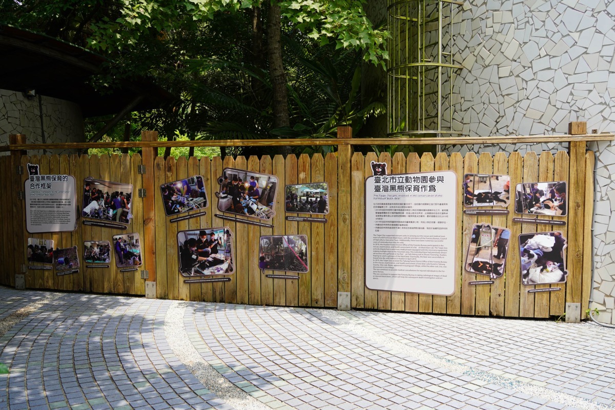 「黑熊 Let’s Go」夏令營明起報名開跑 認識野生動物保育觀念 「熊站出來」臺灣黑熊保育主題牆