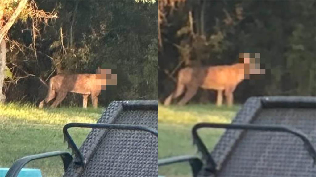 她家後院出現詭異4腳獸!網驚:傳說中的吸血怪?