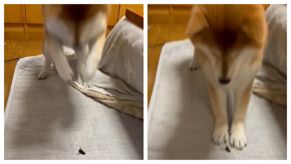 柴柴「跺腳連發」教訓小鐵夾!氣噗噗瞬間全被捕捉