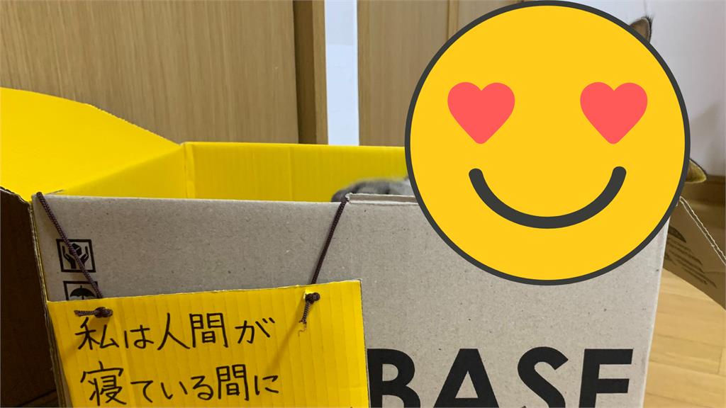 愛貓「1舉動」讓飼主氣炸 強押牠「進監獄」反省