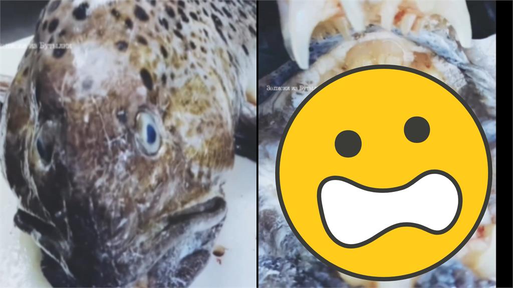 深海捕撈「人牙怪魚」震撼神釣手!專家揭反差身分