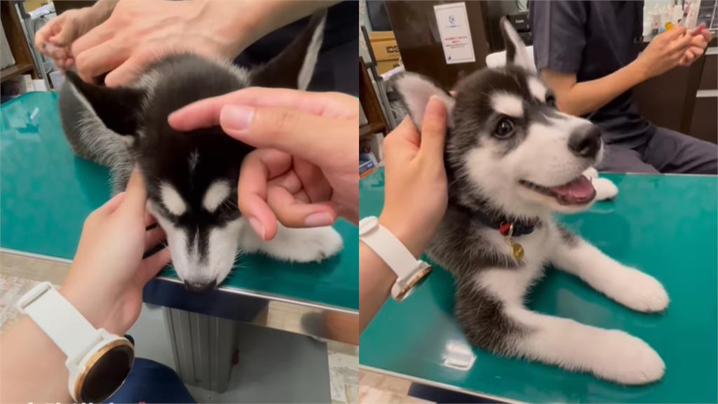 狗勾界的最佳典範!二哈打疫苗「露出微笑」沒在怕