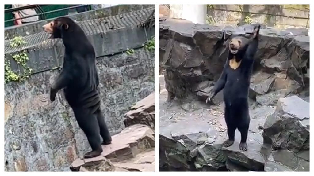 工讀生扮的?動物園馬來熊「人模人樣」園方說話了