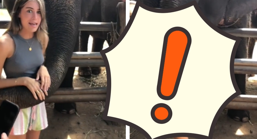 大象也會吃醋?正妹拍照「擋到鏡頭」下場超慘烈