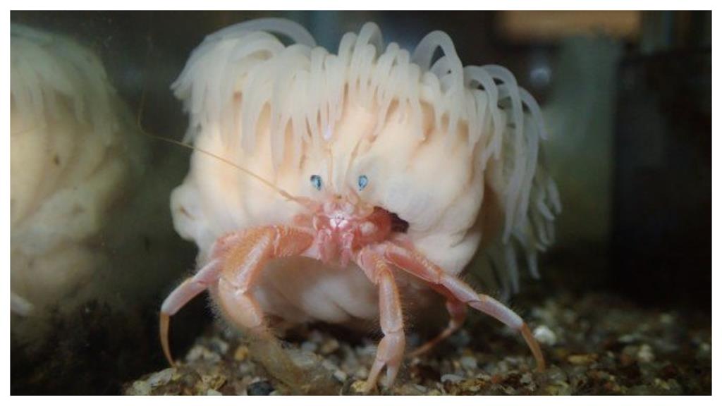 從宮崎駿動畫跑出來?日本新品種海葵外型超吸睛