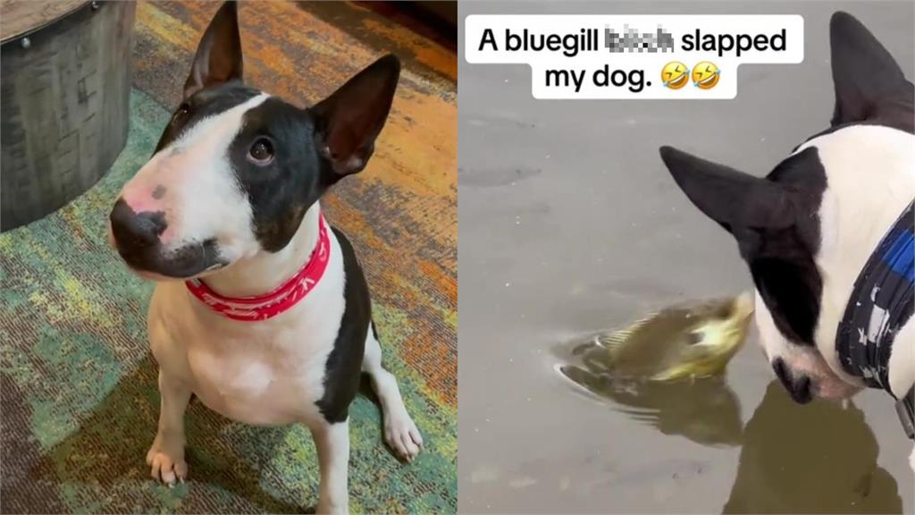 呆萌汪慘遭魚魚「痛甩巴掌」!7秒片後勁太強網瘋傳