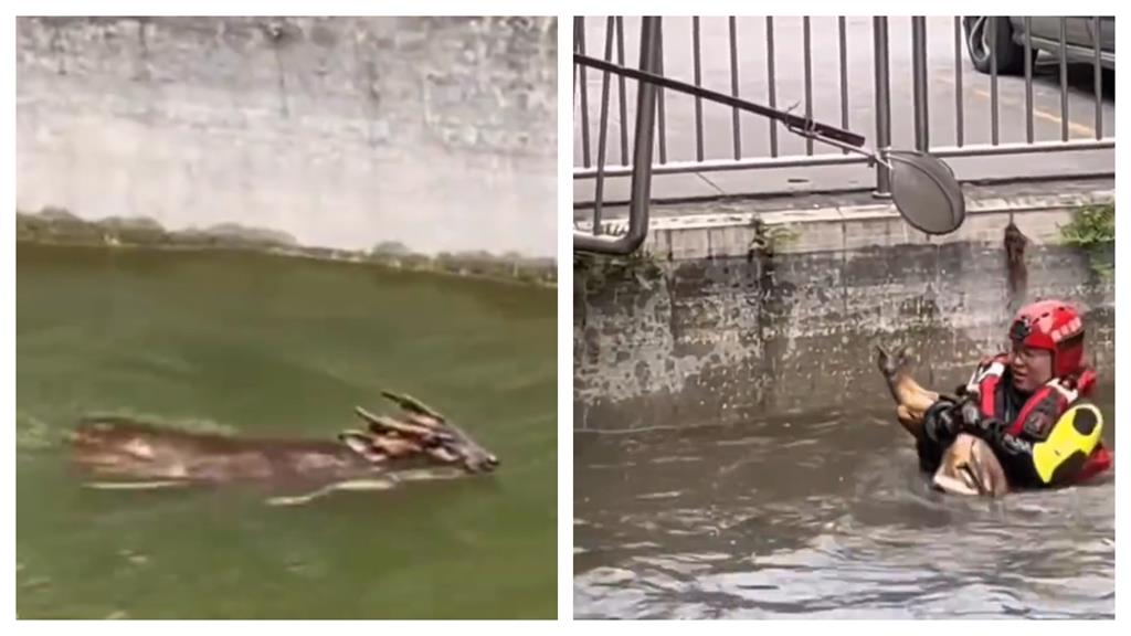 神獸下凡?水池驚見「龍頭鹿身生物」真實身分出爐了