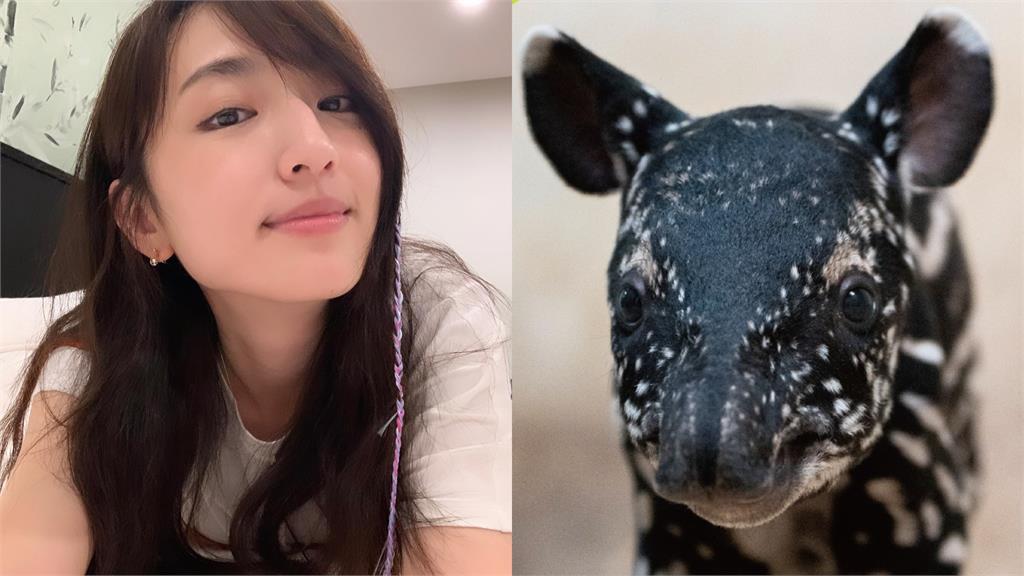 柯佳嬿再參戰動物園徵名!3個字笑翻網:别太幽默
