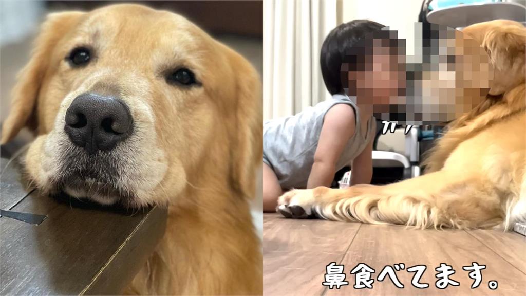 阿金第一次當保母!「慘遭熊孩子咬鼻」牠嚇懵