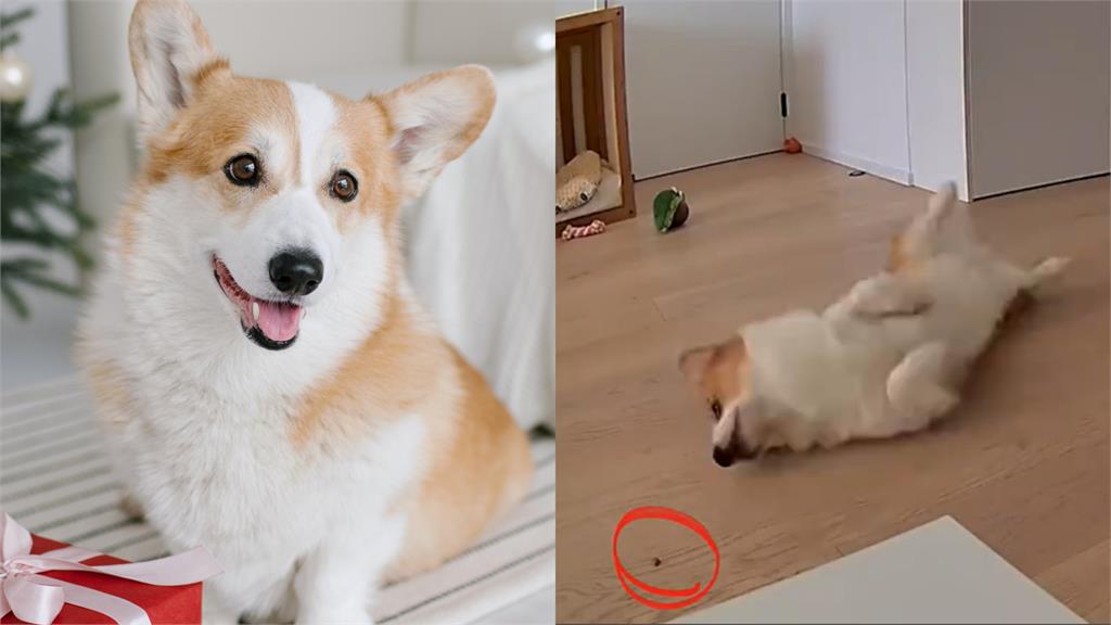 柯基懶癌末期死不站!「躺地狂彈」吃零食笑暈網