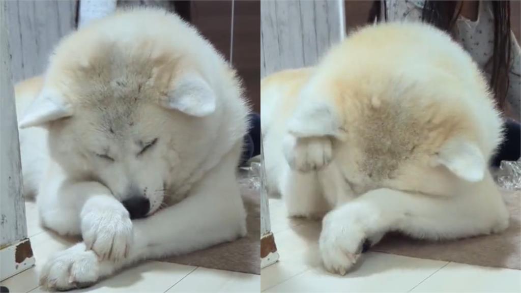 周公來敲門…秋田犬忍睡意「狂揉眼睛」萌翻網