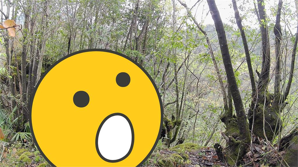 野外驚見天馬神獸!超珍稀「四不像」激萌模樣曝
