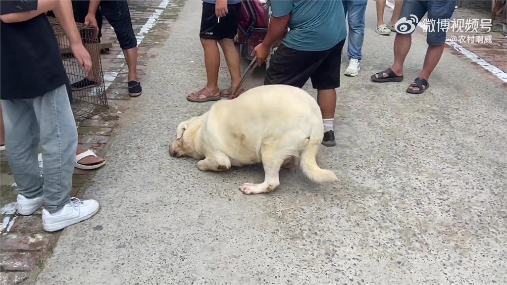 60公斤胖汪遭賣狗肉商!結局「奇蹟逆轉」網噴淚