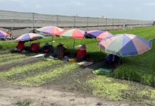 「蘇拉」進逼!憂菜價狂飆 南部現排隊搶菜景象